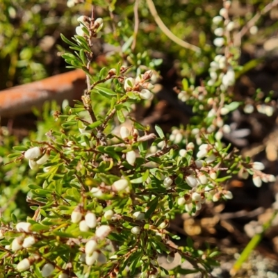 Cryptandra amara (Bitter Cryptandra) at Mount Mugga Mugga - 15 Jul 2022 by Mike