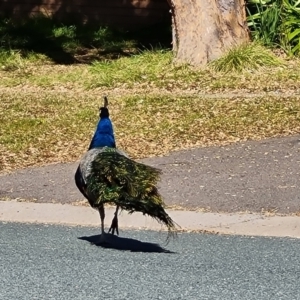 Pavo cristatus at Narrabundah, ACT - 15 Jul 2022 12:25 PM