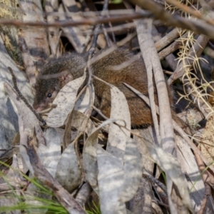 Antechinus mimetes mimetes at Cotter River, ACT - 14 Jul 2022