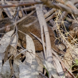 Antechinus mimetes mimetes at Cotter River, ACT - 14 Jul 2022