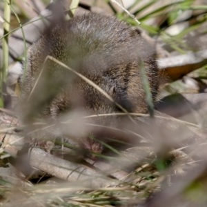 Antechinus mimetes mimetes at Cotter River, ACT - 14 Jul 2022