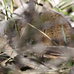 Antechinus mimetes mimetes at Cotter River, ACT - 14 Jul 2022