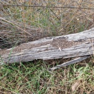 Papyrius sp. (genus) at Coree, ACT - suppressed