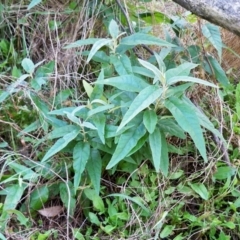 Olearia lirata (Snowy Daisybush) at The Pinnacle - 9 Jul 2022 by sangio7