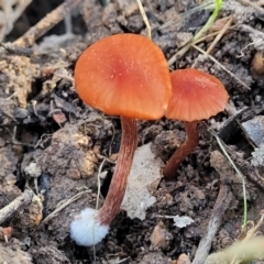 Laccaria sp. (Laccaria) at Sherwood Forest - 15 Jul 2022 by trevorpreston