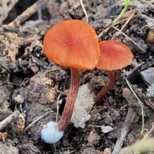 Laccaria sp. at Coree, ACT - 15 Jul 2022 02:18 PM