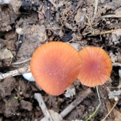 Laccaria sp. at Coree, ACT - 15 Jul 2022 02:18 PM