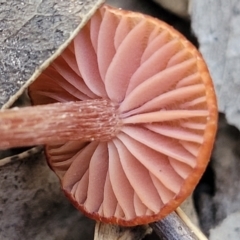 Laccaria sp. at Coree, ACT - 15 Jul 2022 02:18 PM