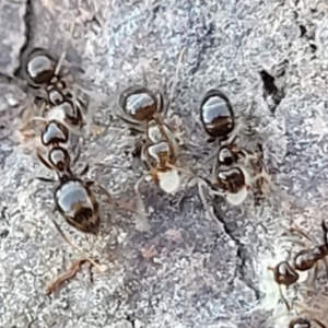 Formicidae (family) at Coree, ACT - 15 Jul 2022 02:15 PM