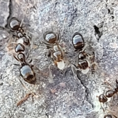 Unidentified Ant (Hymenoptera, Formicidae) (TBC) at Coree, ACT - 15 Jul 2022 by trevorpreston