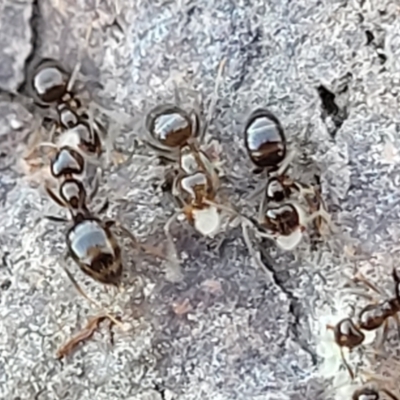 Formicidae (family) (Unidentified ant) at Sherwood Forest - 15 Jul 2022 by trevorpreston