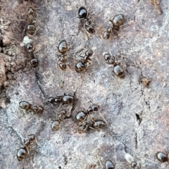 Formicidae (family) at Coree, ACT - 15 Jul 2022