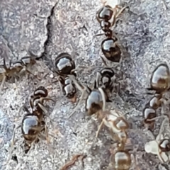 Formicidae (family) at Coree, ACT - 15 Jul 2022