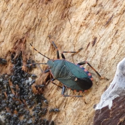 Notius depressus (Shield bug) at Greenway, ACT - 15 Jul 2022 by Amata