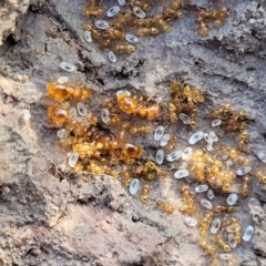 Pheidole sp. (genus) (Seed-harvesting ant) at Sherwood Forest - 15 Jul 2022 by trevorpreston