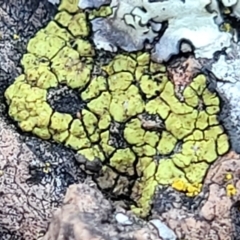 Acarospora citrina at Coree, ACT - 15 Jul 2022