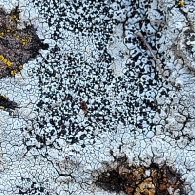 Lichen - crustose at Sherwood Forest - 15 Jul 2022 by trevorpreston