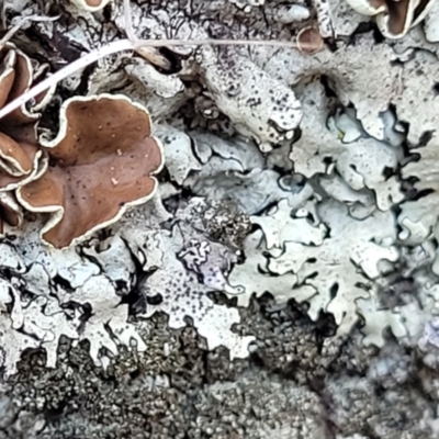 Parmeliaceae (family) (A lichen family) at Sherwood Forest - 15 Jul 2022 by trevorpreston