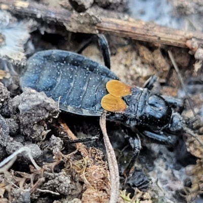 Peirates sp. (genus) (Yellow-spot Assassin Bug) at Sherwood Forest - 15 Jul 2022 by trevorpreston
