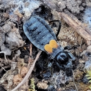 Peirates sp. (genus) at Coree, ACT - 15 Jul 2022