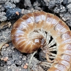 Diplopoda (class) (Unidentified millipede) at Sherwood Forest - 15 Jul 2022 by trevorpreston