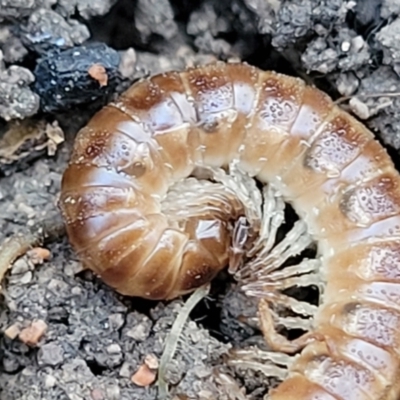 Diplopoda (class) (Unidentified millipede) at Sherwood Forest - 15 Jul 2022 by trevorpreston