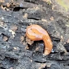 Fletchamia quinquelineata (Five-striped flatworm) at Sherwood Forest - 15 Jul 2022 by trevorpreston