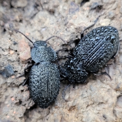 Adelium porcatum (Darkling Beetle) at Sherwood Forest - 15 Jul 2022 by trevorpreston