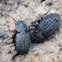 Adelium porcatum (Darkling Beetle) at Coree, ACT - 15 Jul 2022 by trevorpreston