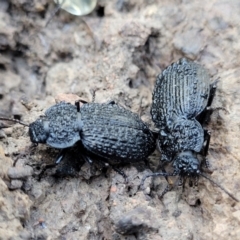 Adelium porcatum at Coree, ACT - 15 Jul 2022 02:04 PM