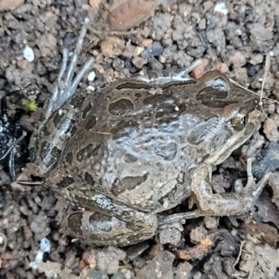 Limnodynastes tasmaniensis (Spotted Grass Frog) at Sherwood Forest - 15 Jul 2022 by trevorpreston