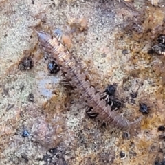 Dalodesmidae (family) (Dalodesmid flat-backed millipede) at Sherwood Forest - 15 Jul 2022 by trevorpreston