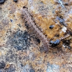 Dalodesmidae (family) at Coree, ACT - 15 Jul 2022 02:01 PM