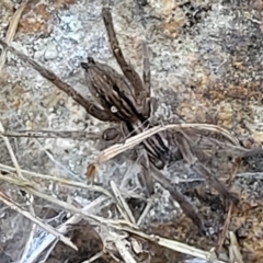 Unidentified Spider (Araneae) (TBC) at Coree, ACT - 15 Jul 2022 by trevorpreston