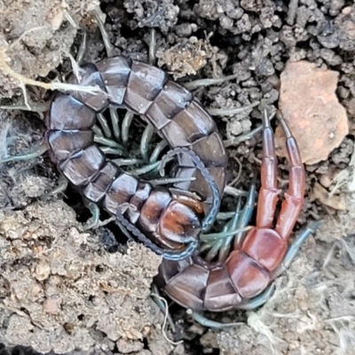 Cormocephalus sp.(genus) (Scolopendrid Centipede) at Sherwood Forest - 15 Jul 2022 by trevorpreston