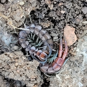 Cormocephalus sp.(genus) at Coree, ACT - 15 Jul 2022