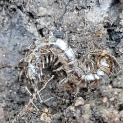 Lithobiomorpha (order) (Unidentified stone centipede) at Sherwood Forest - 15 Jul 2022 by trevorpreston