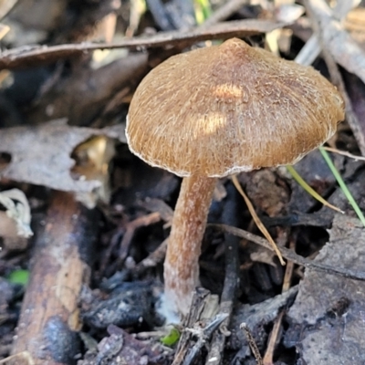 Inocybe sp. (Inocybe) at Coree, ACT - 15 Jul 2022 by trevorpreston