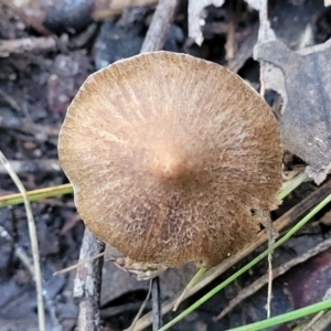 Inocybe sp. at Coree, ACT - 15 Jul 2022