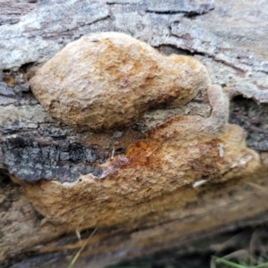 Phellinus sp. (non-resupinate) at Coree, ACT - 15 Jul 2022 01:48 PM