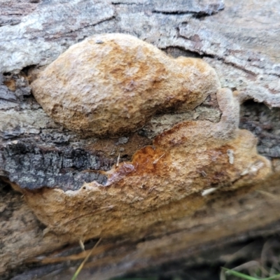 Phellinus sp. (non-resupinate) (A polypore) at Coree, ACT - 15 Jul 2022 by trevorpreston