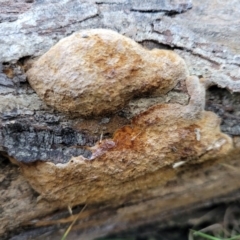 Unidentified Pored or somewhat maze-like on underside [bracket polypores] (TBC) at Coree, ACT - 15 Jul 2022 by trevorpreston