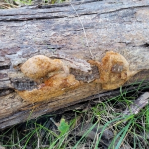 Phellinus sp. (non-resupinate) at Coree, ACT - 15 Jul 2022 01:48 PM