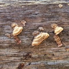 Xylobolus illudens (Purplish Stereum) at Sherwood Forest - 15 Jul 2022 by trevorpreston