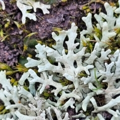 Parmeliaceae sp. (family) (A lichen family) at Coree, ACT - 15 Jul 2022 by trevorpreston