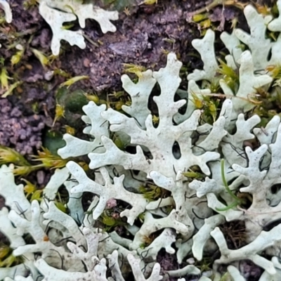 Parmeliaceae (family) (A lichen family) at Sherwood Forest - 15 Jul 2022 by trevorpreston