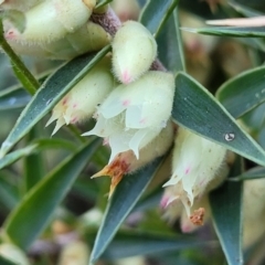 Melichrus urceolatus (Urn Heath) at Sherwood Forest - 15 Jul 2022 by trevorpreston