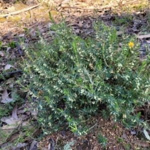 Melichrus urceolatus at Coree, ACT - 15 Jul 2022