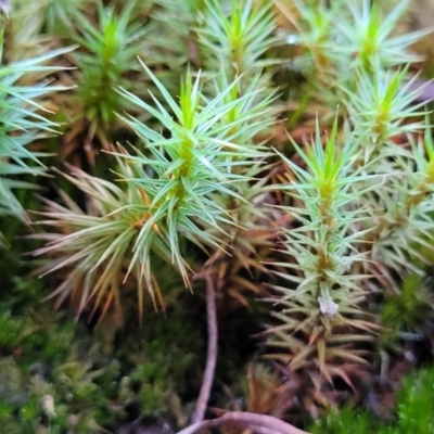 Polytrichaceae sp. (family) (A moss) at Sherwood Forest - 15 Jul 2022 by trevorpreston