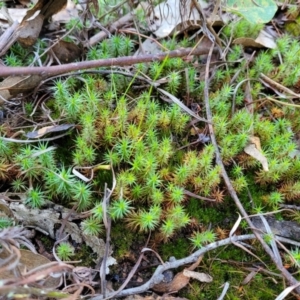 Polytrichaceae sp. (family) at Coree, ACT - 15 Jul 2022